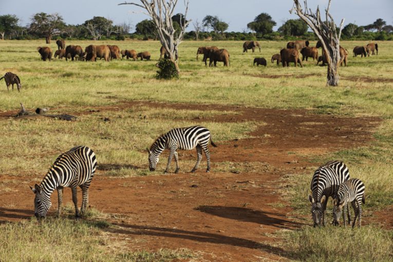 Carbon credits, afforestation and wildlife diversity, at last