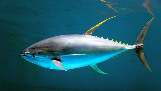 Japan's Struggle after Fukushima