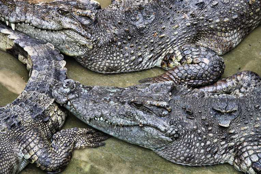 Twenty critically endangered Siamese crocodiles hatch in Lao PDR