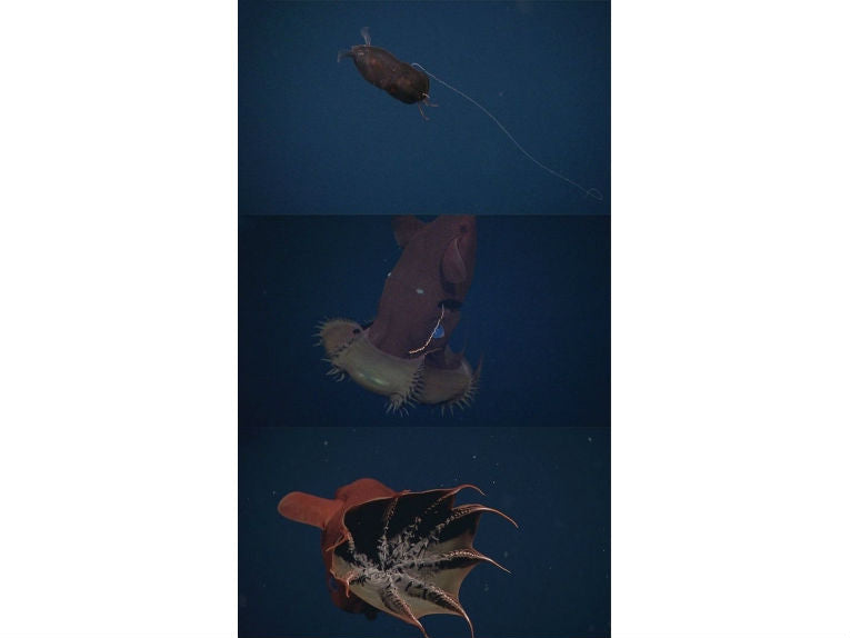 Vampires of the Deep