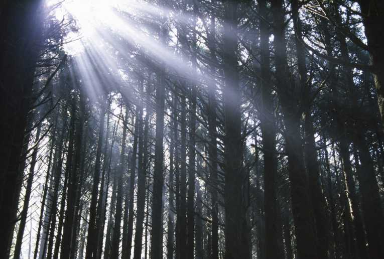 Warning about forestry loss