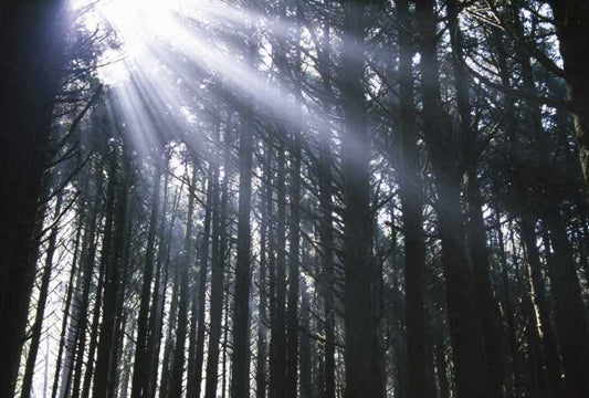 Warning about forestry loss