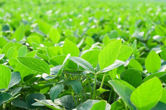 Warning over rush to soya growing