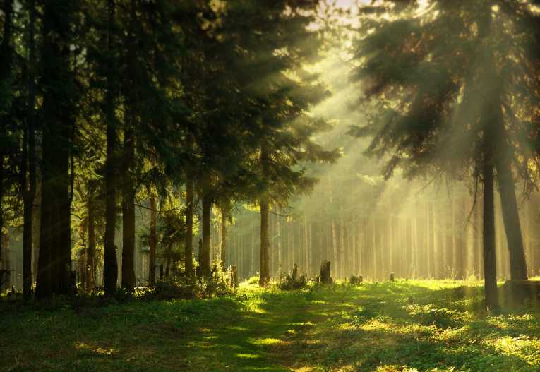 Water and wildlife at risk from sweeping changes to forest rule, say top scientists