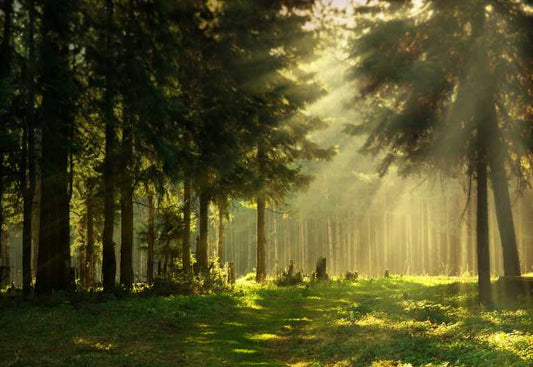 Water and wildlife at risk from sweeping changes to forest rule, say top scientists