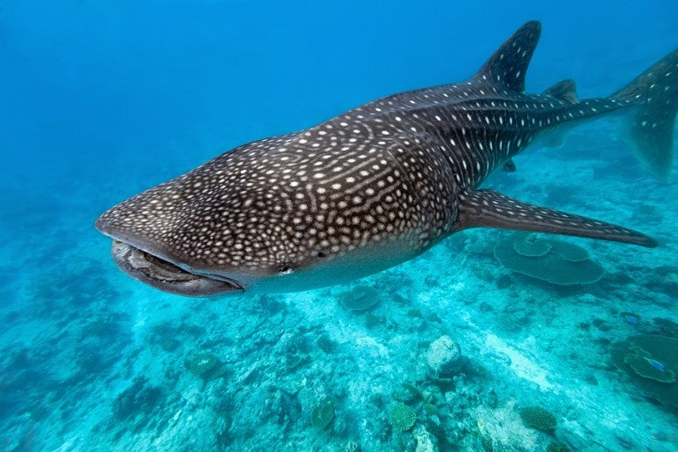 Whale Shark (Rhincodon typus)