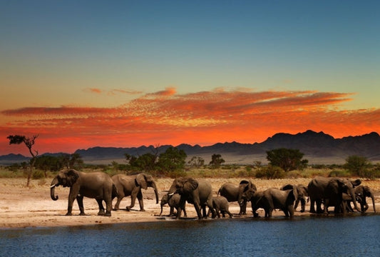 What is Happening to the Elephants?