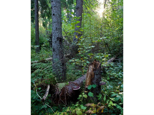 Why We Should Mix-and-Match Forests