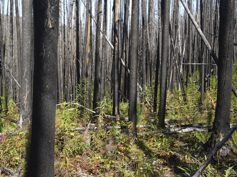 Wildfires are lasting longer