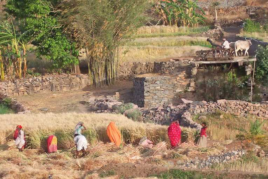 Wildlife and farmers - should we share or spare?