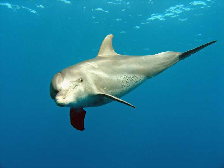 Further Wildlife Deaths Linked To Gulf Oil Spill