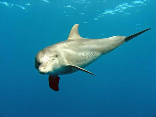 Further Wildlife Deaths Linked To Gulf Oil Spill