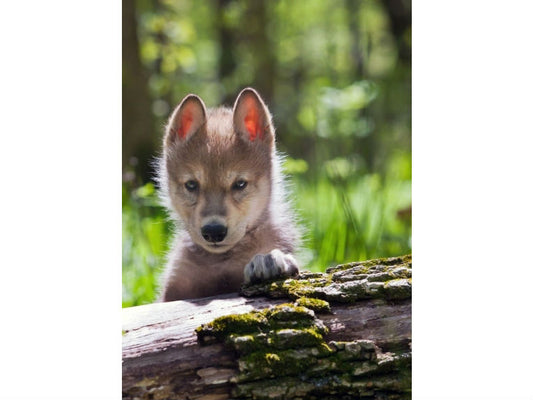 Wolves and a Window of Opportunity for Ecosystems