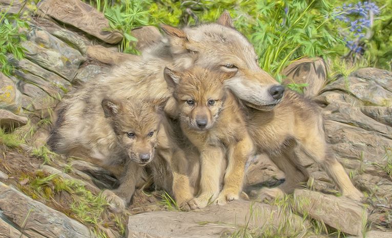 Wolfing it in Oregon