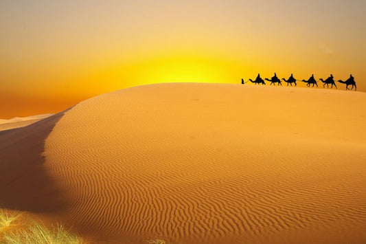 World Day to Combat Desertification and Drought 2013