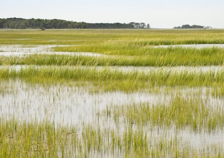 World Wetlands Day - 2nd February