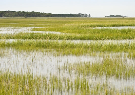 World Wetlands Day - 2nd February