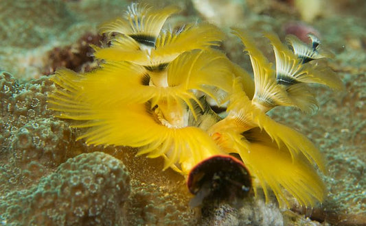 £393million - the hidden cost of (UK) Christmas